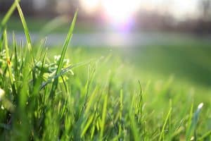 Close-up of sunlit fresh green grass.